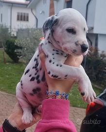 CUCCIOLI DALMATA Pedigree