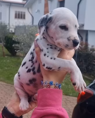 CUCCIOLI DALMATA Pedigree