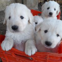 Cuccioli pastore maremmano