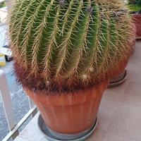 Echinocactus circonferenza 120 cm 