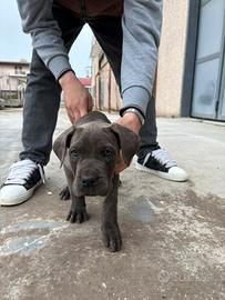 Cucciola cane corso