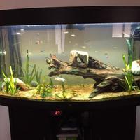 Acquario Juwel Vision 180