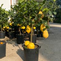 Pianta di Cedro