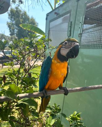 Pappagallo ara ararauna