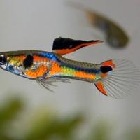 Guppy mix