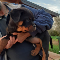 Rottweiler