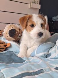 Jack Russell cuccioli