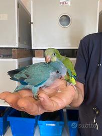 Pappagalli Monaci Blu/Verdi Baby