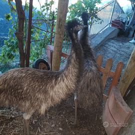 Coppia di Emù Gioiosa Marea