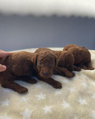 Cuccioli di Barboncino