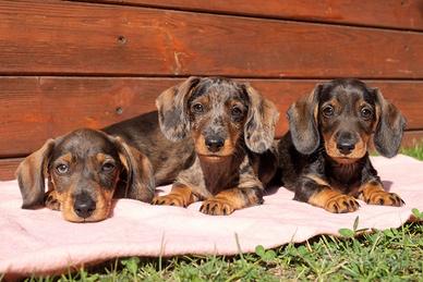 Cuccioli bassotto tedesco taglia nana