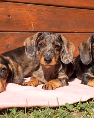 Cuccioli bassotto tedesco taglia nana
