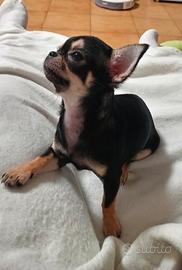 Chihuahua