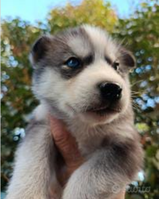 Cane husky