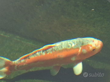 Carpa koi