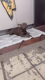 Bulldog francese