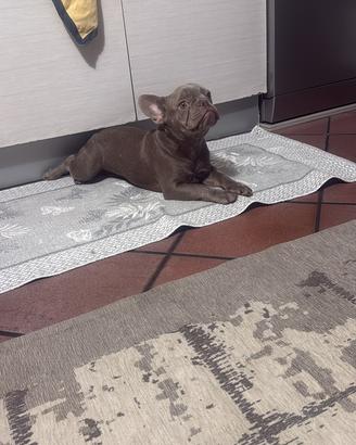 Bulldog francese