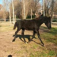 Puledro kwpn morello