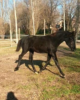 Puledro kwpn morello