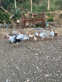 Tacchini ermellinato di Rovigo