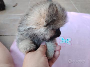 Volpino di Pomerania 