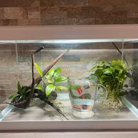 Acquario 20litri + Piante + Accessori