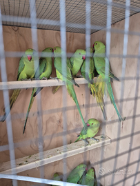 Coppie e singoli pappagalli parrocchetti dal colla