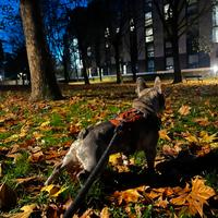 Bulldog francese per monta