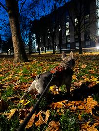 Bulldog francese per monta