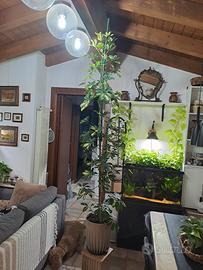 Schefflera grande e sana, pianta vera 