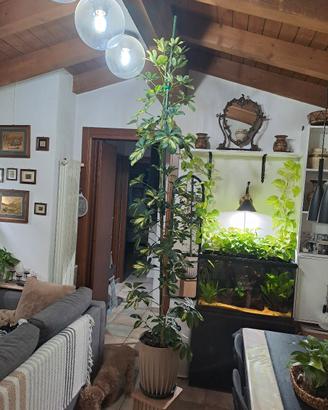 Schefflera grande e sana, pianta vera 
