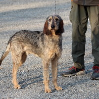 Griffon Nivernais pronta caccia