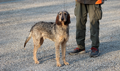 Griffon Nivernais pronta caccia