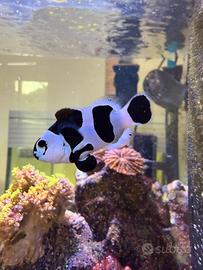 Pesce Ocellaris (pagliaccio) BLACK STORM