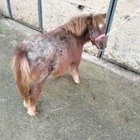 Pony mini horse