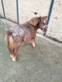 Pony mini horse