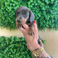 Cucciolo di bassotto nano