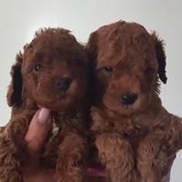 Barboncina Red cucciola toy