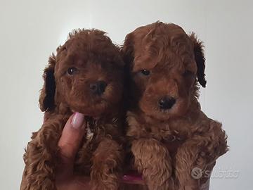 Barboncina Red cucciola toy