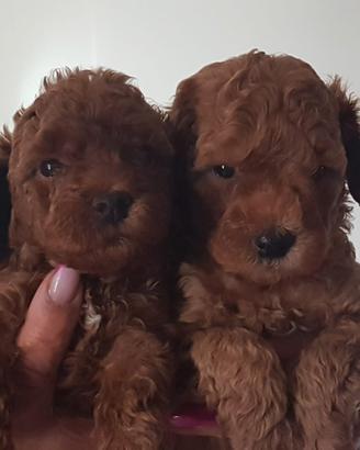 Barboncina Red cucciola toy