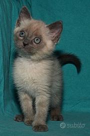 Gattini affettuosi testati fiv felv in pcr
