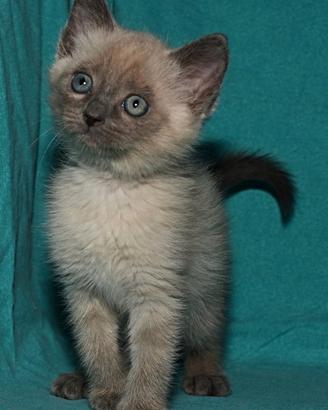 Gattini affettuosi testati fiv felv in pcr