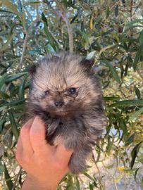 Spitz di Pomerania