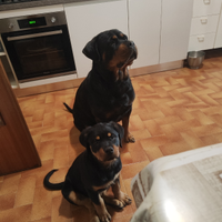 Rottweiler femmina 3 mesi