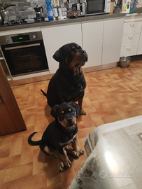 Rottweiler femmina 3 mesi