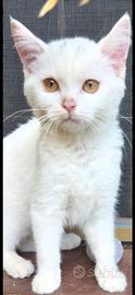 Animali gatto Scottish