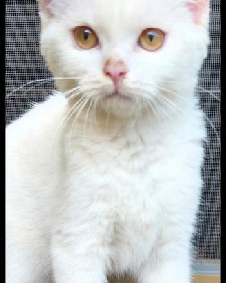 Animali gatto Scottish