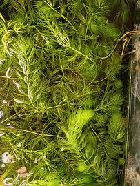 Ceratophyllum demersum per acquari e laghetti