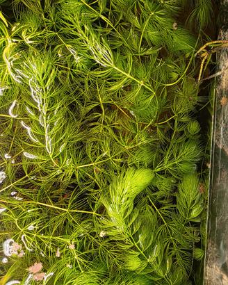 Ceratophyllum demersum per acquari e laghetti