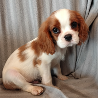 Cavalier king